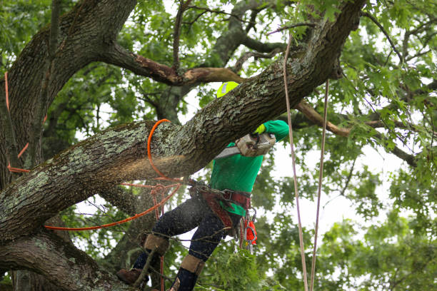 Best Arborist Consultation Services  in Ofallon, MO