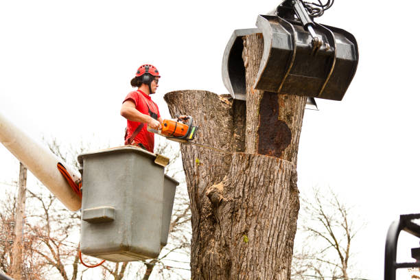 Best Tree Maintenance Programs  in Ofallon, MO